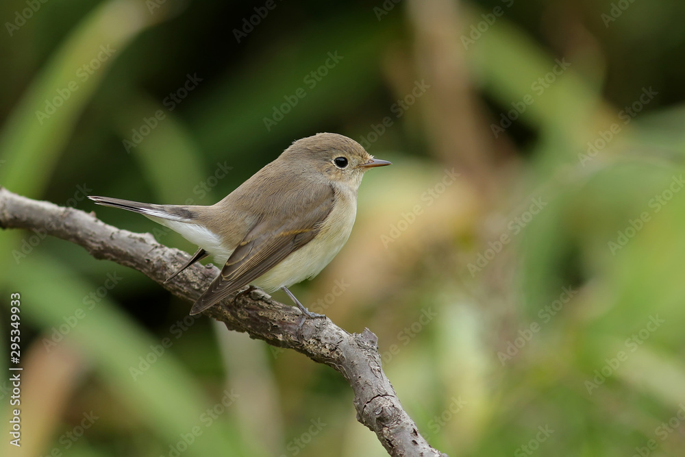 sparrow on a branch sparrow on a branch