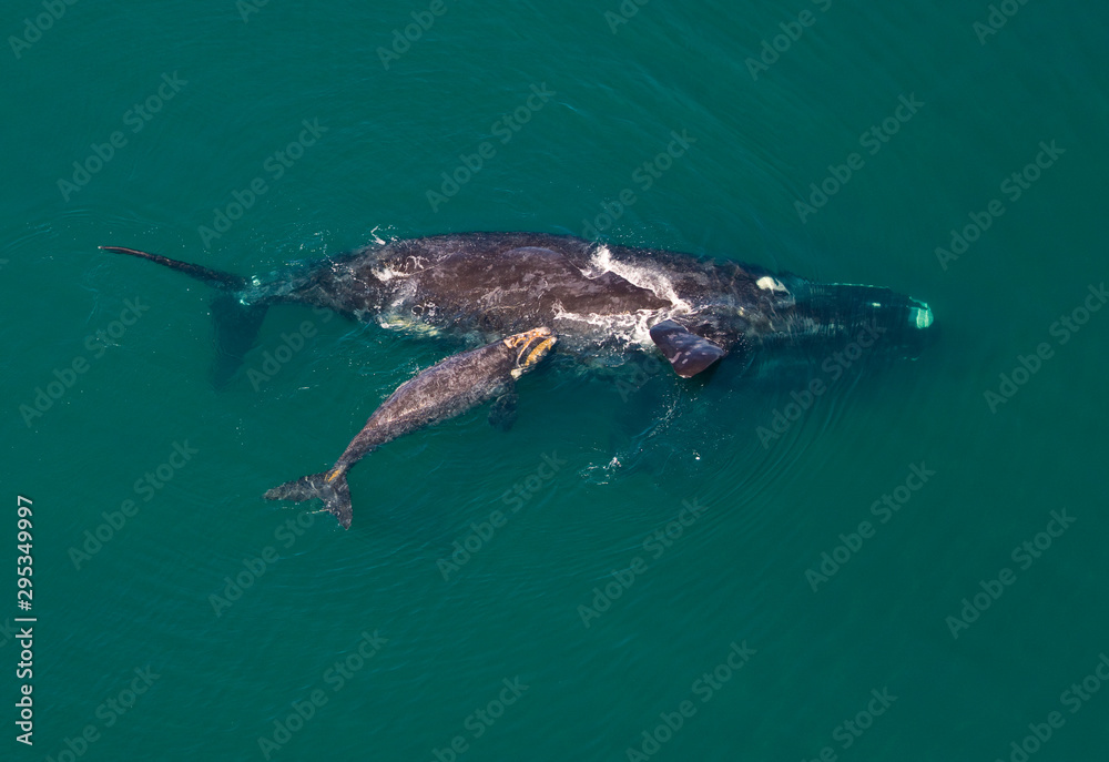 Ballena franca austral o meridional (Euabalaena australis),, Peninsula