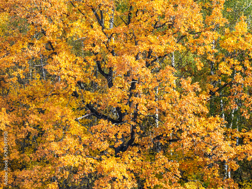 orange leaves of old oak tree in forest in autumn