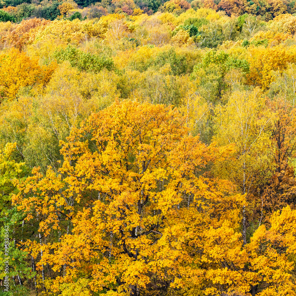 yellow oak tree in forest in autumn