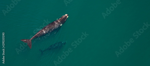 Ballena franca austral o meridional (Euabalaena australis),, Peninsula Valdes, Patagonia, Argentina