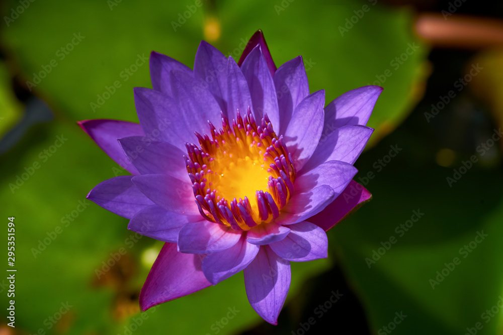 violet lotus with yellow nectar blooming inside the pond violet lotus with yellow nectar blooming inside the pond