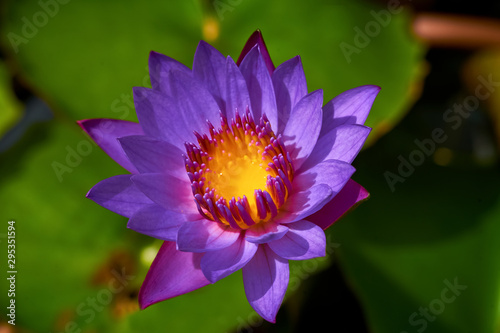 violet lotus with yellow nectar blooming inside the pond