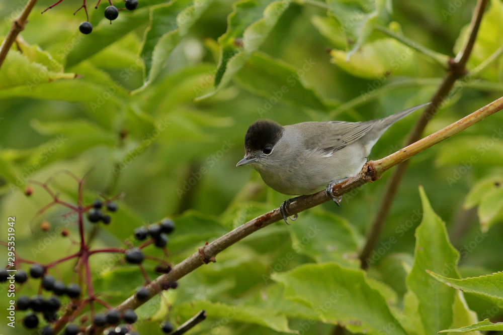 bird on a branch bird on a branch
