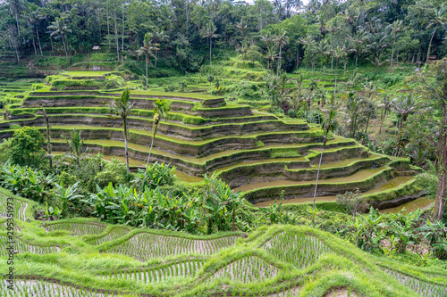 Green rice fields on terraces near Ubud, tropical island Bali, Indonesia . Nature concept
