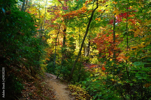 autumn in the forest