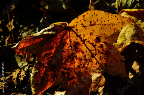 autumn leaves on black background