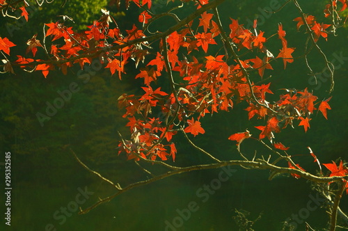autumn leaves on water