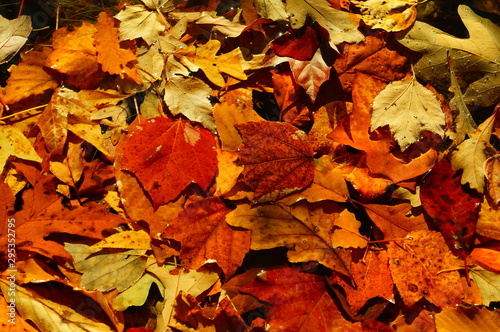 autumn leaves background