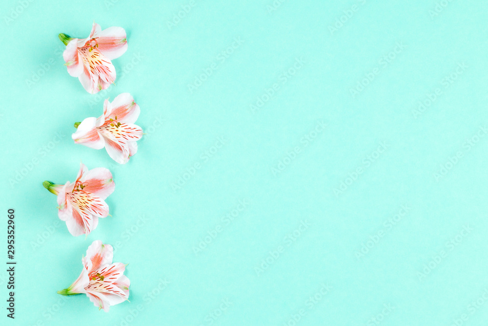 Beautiful pink flowers of Alstroemeria on turquoise background.  Place for text.
