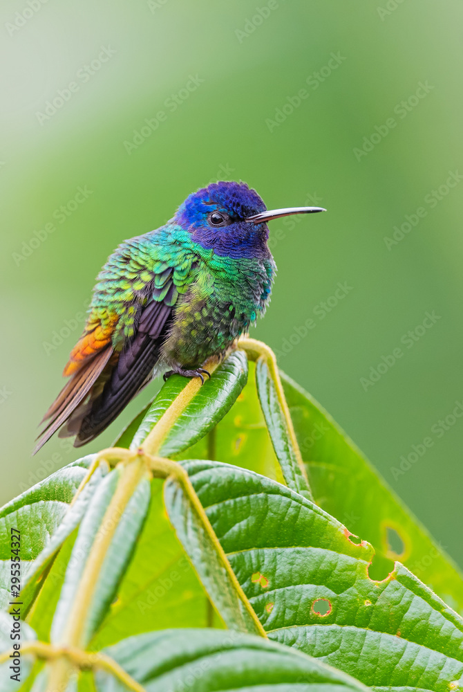 Fototapeta premium Golden-tailed Sapphire - Chrysuronia oenone, beautiful colored hummingbird from Andean slopes of South America, Wild Sumaco, Ecuador.