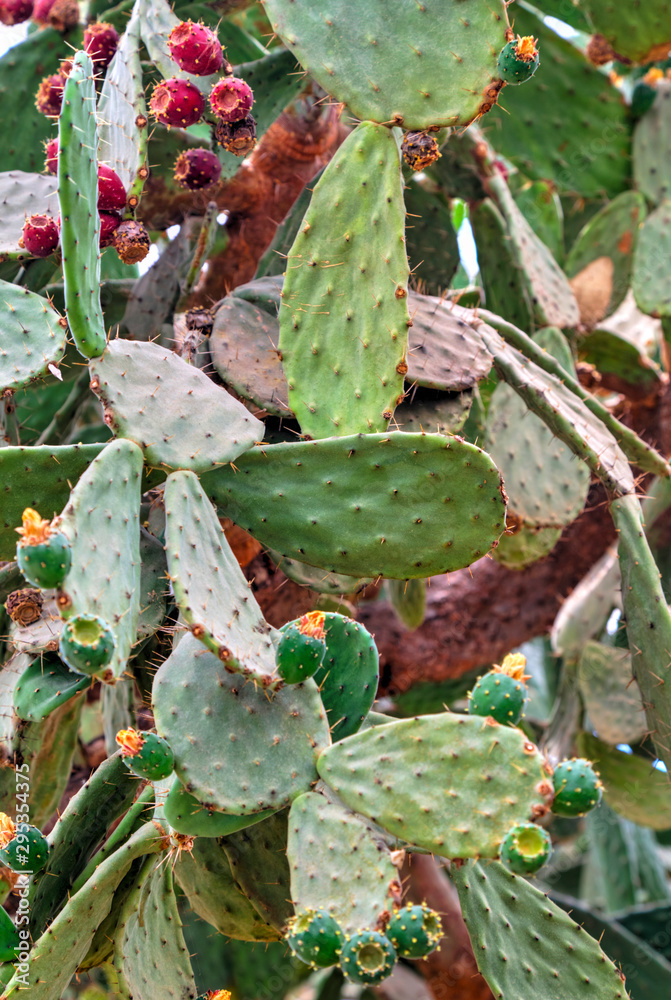 Beautiful view with cactus plants in the botanical garden Beautiful view with cactus plants in the botanical garden