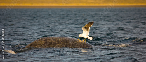 Gaviota cocinera y Ballena franca austral o meridional (Euabalaena australis),, Peninsula Valdes, Patagonia, Argentina photo