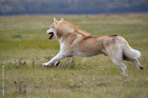 Siberian Husky walk in the fields