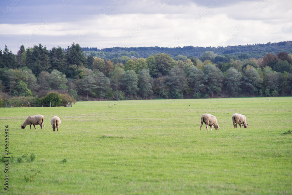 Sheep graze in the pasture in front of a grove. Sheep graze in the pasture in front of a grove.