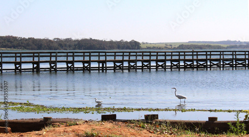 Water fowls in Arealva beach 02