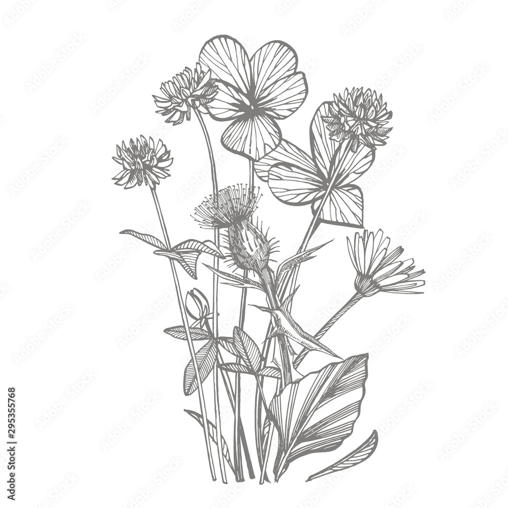 Pansy and Clover or daisy flower. Botanical illustration. Good for cosmetics, medicine, treating, aromatherapy, nursing, package design, field bouquet. Hand drawn wild hay flowers Pansy and Clover or daisy flower. Botanical illustration. Good for cosmetics, medicine, treating, aromatherapy, nursing, package design, field bouquet. Hand drawn wild hay flowers