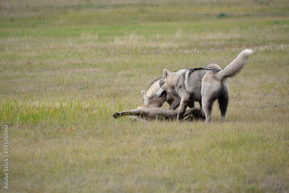 Fototapeta premium Siberian Husky walk in the fields