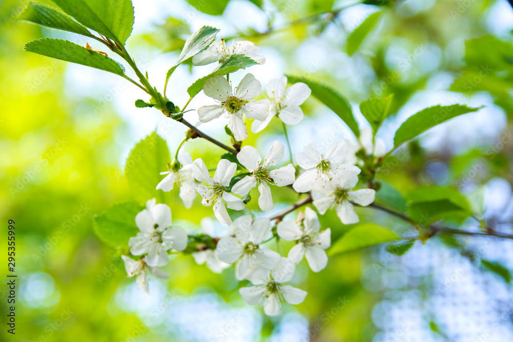 Cherry tree blossom in spring, Kirkkonummi, Finland