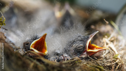 Amazing newborn birds with open beaks in the nest. Close-up of tiny birds with closed eyes. Animal wildlife