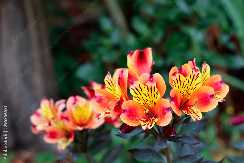  Beautiful alstroemeria flowers close-up on the blurred green background. Summer or autumn flower concept.
