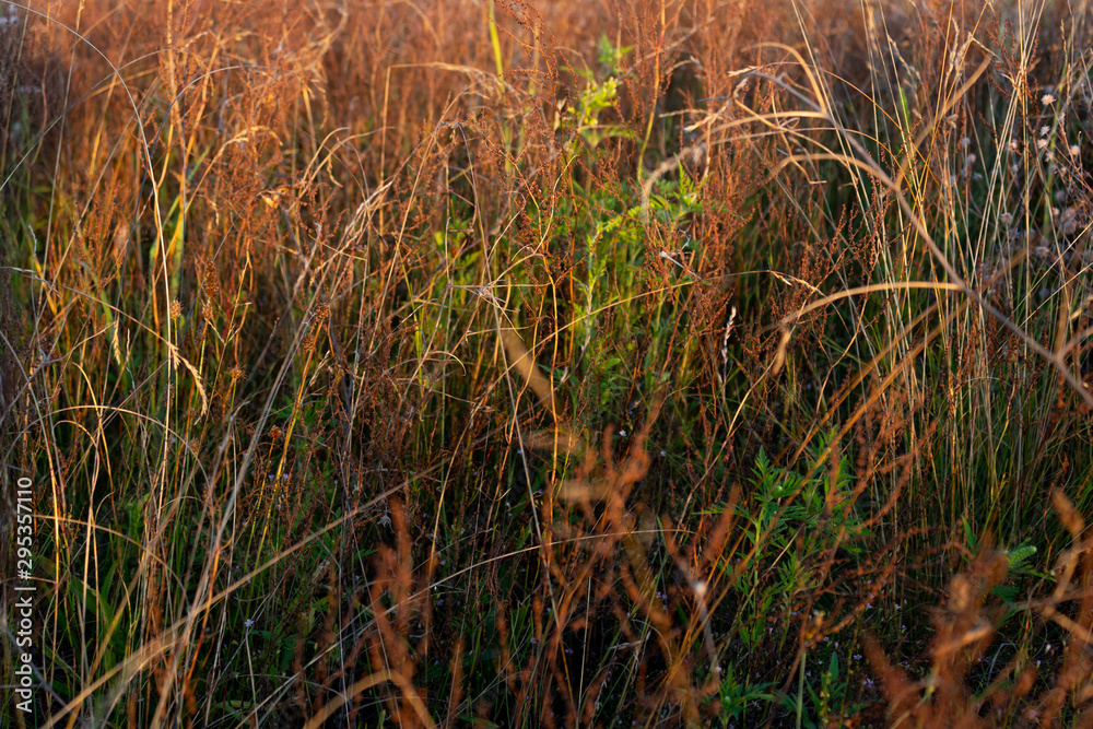 Field grass. Beautiful background. Dried flowers. Field grass. Beautiful background. Dried flowers.