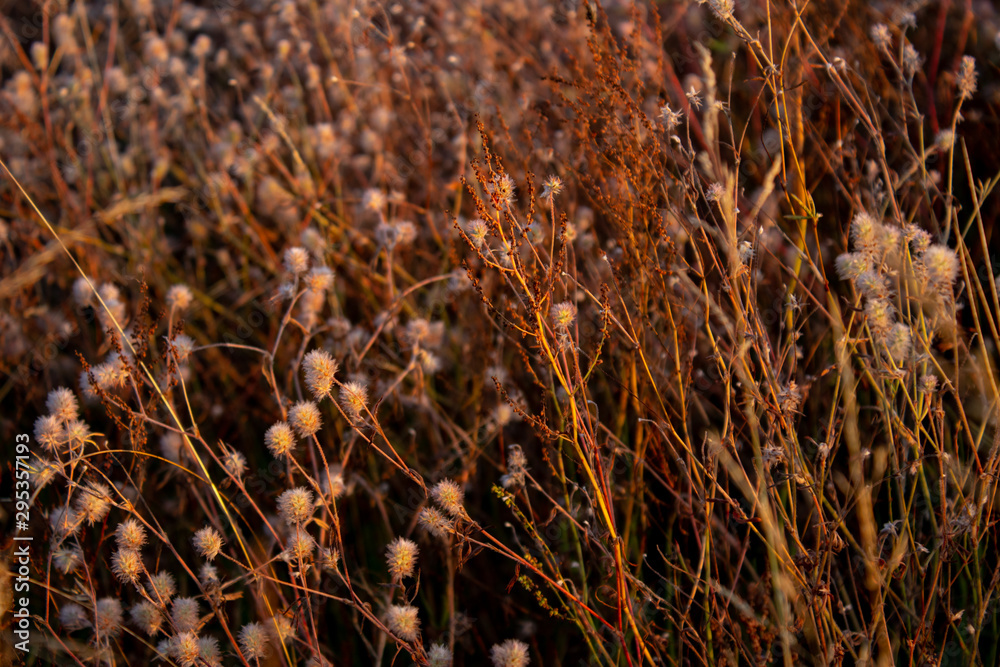 Field grass. Beautiful background. Dried flowers.