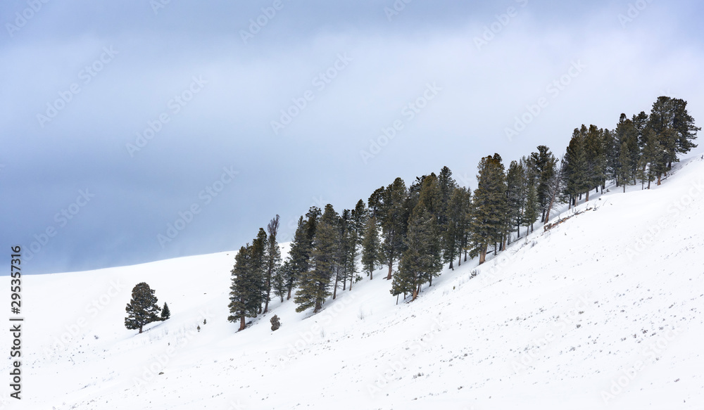 Group of Pine Trees on Snow Covered Hill during Storm