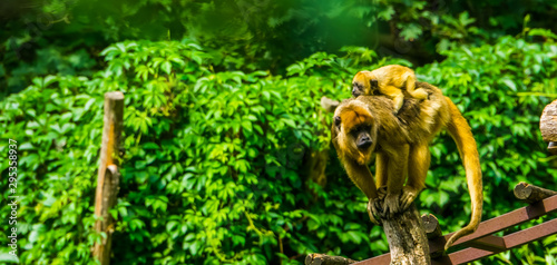 Photography Gold howler mother monkey with her infant, Female primate carrying her child, tr