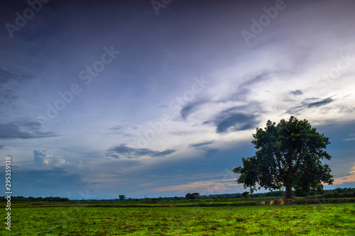 Landscape view of a single tree in the blue hour