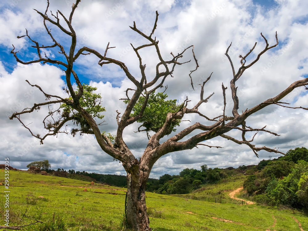 Árvore Seca IMG_0836