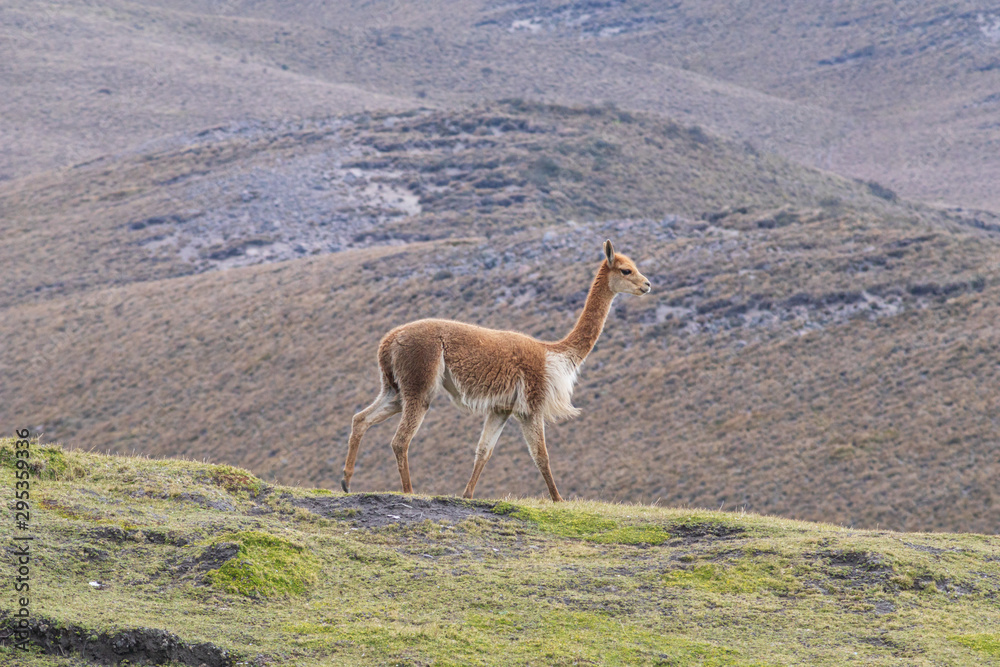 Naklejka premium Vicuña