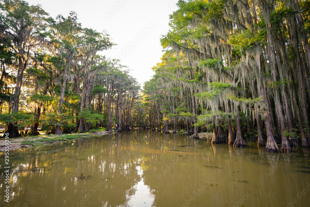 Tunnel of trees at Caddo Lake near Uncertain, Texas