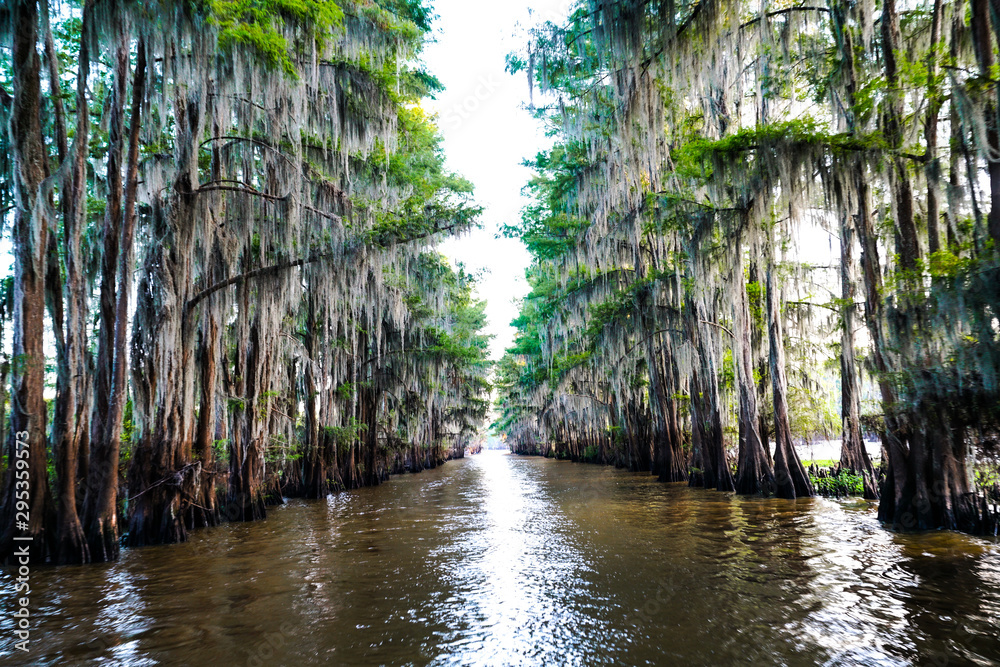 Tunnel of trees through a bayou at Caddo Lake near Uncertain, Texas