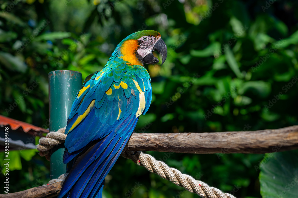 Portrait of macaw bred in captivity Portrait of macaw bred in captivity