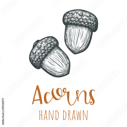 Acorns hand drawn illustration, isolated vector design element.
