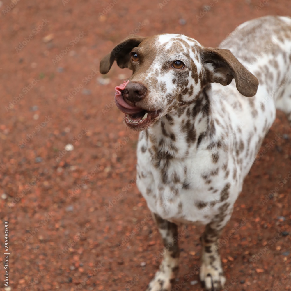 Süßer braun gepunkteter Hund, der mit der Zunge über sein Maul schleckt