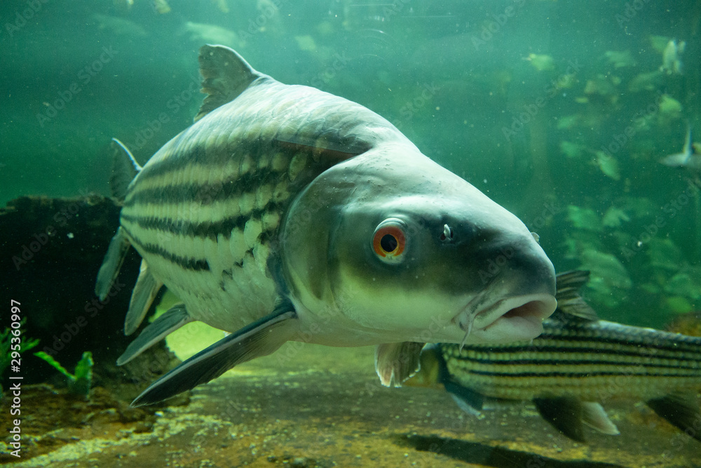 fish in aquarium fish in aquarium