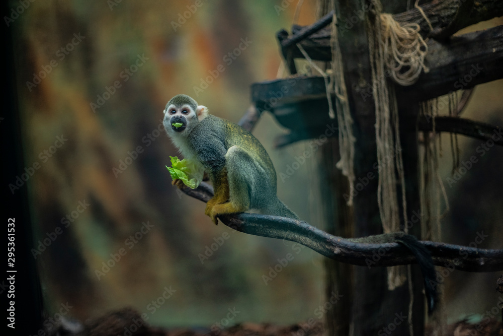 małpka Sajmiri wiewiórcza w zoo - obrazy, fototapety, plakaty 