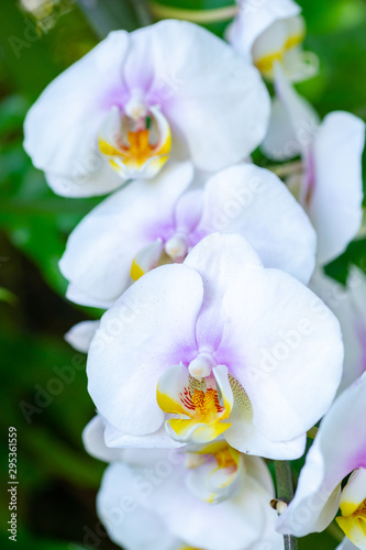 Fototapeta Naklejka Na Ścianę i Meble -  Orchid, macro detail, of white orchid.
