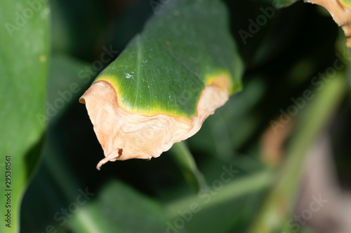 фотографія Dry leaf, plant disease close up
