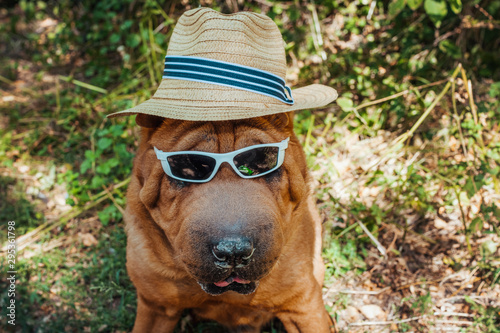 Sharpei in a straw hat sits in nature