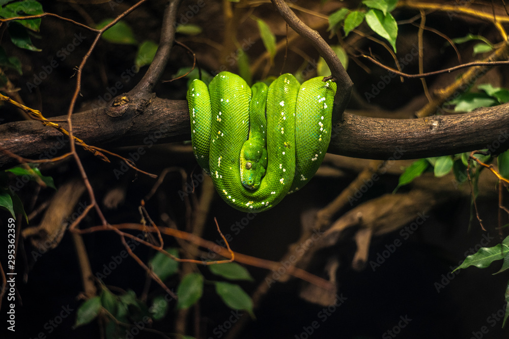 Fototapeta premium zielony Boa psiogłowy Corallus caninus emerald tree boa wiszący symetrycznie na gałęzi drzewa zwinięty w kulkę
