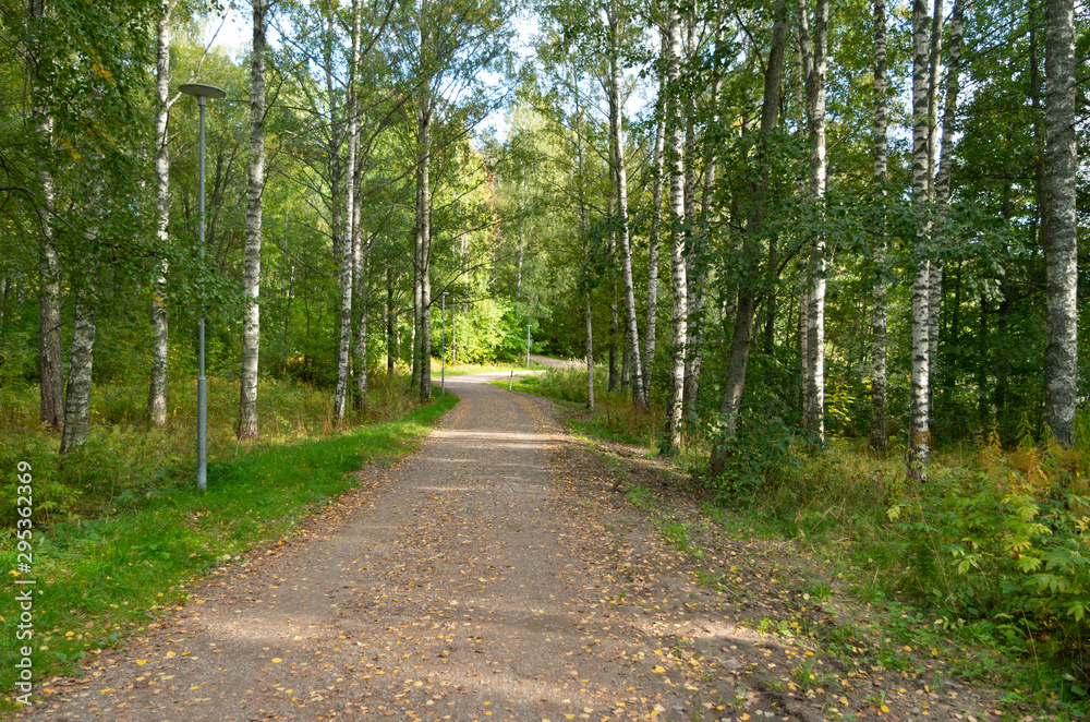 Obraz premium path in the forest