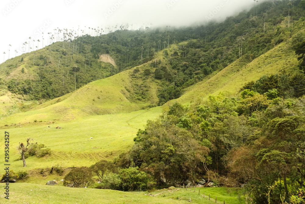 Cocora Valley, which is nestled between the mountains of the Cordillera Central in Colombia.