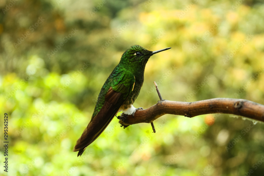 Fototapeta premium A Hummingbird or Trochilinae in a branch. The Cocora valley. Colombia
