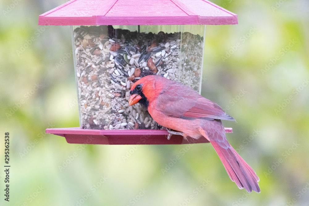 Northern cardinal male eating from feeding station