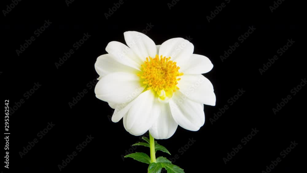 Time lapse of a whitel dahlia blooming