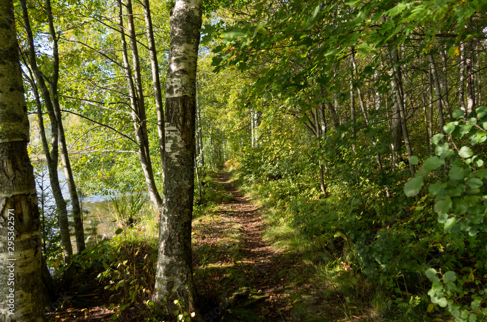 path in the forest