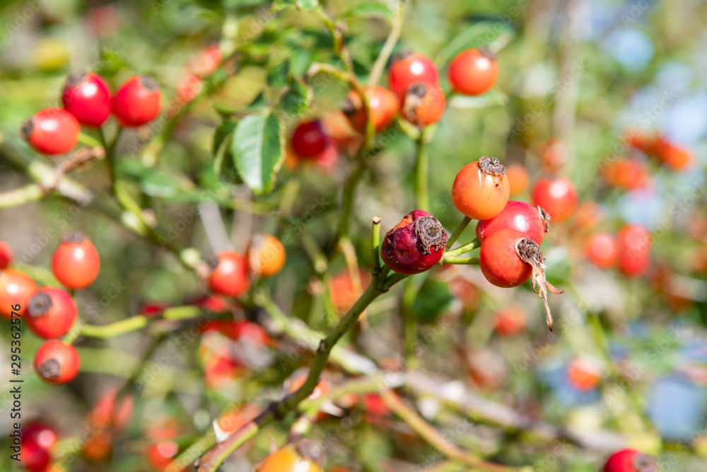 Wild briar rose, dog rose. Red Rose Hip branch. Nature. For tee, food and medicine. Rose hip branch in Scotland. Wild briar rose, dog rose. Red Rose Hip branch. Nature. For tee, food and medicine. Rose hip branch in Scotland.